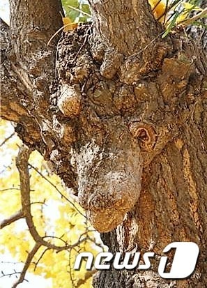 순천 중앙동의 사슴얼굴 은행나무.(순천시 제공)2016.11.30/뉴스1 © News1 지정운 기자