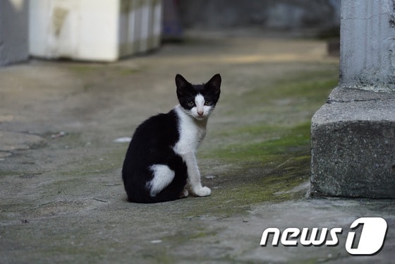 길고양이.(자료사진)© News1