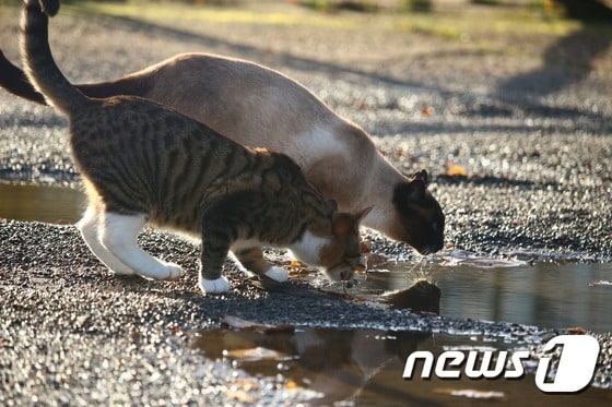 길고양이들이 땅에 고인 물을 먹고 있는 모습. © News1