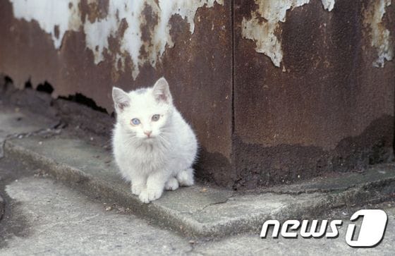 전문가들은 길고양이들에겐 '고양이 전용 식품'을 주는 것이 가장 좋다고 설명한다.  (사진 이미지투데이)© News1