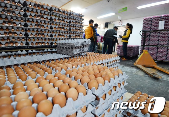 달걀 유통업계직원들이 포장작업을 하고 있는 모습. (뉴스1DB)