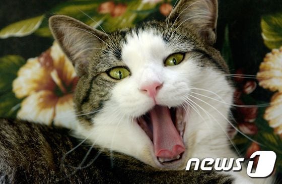 고양이.(자료사진 이미지투데이)© News1
