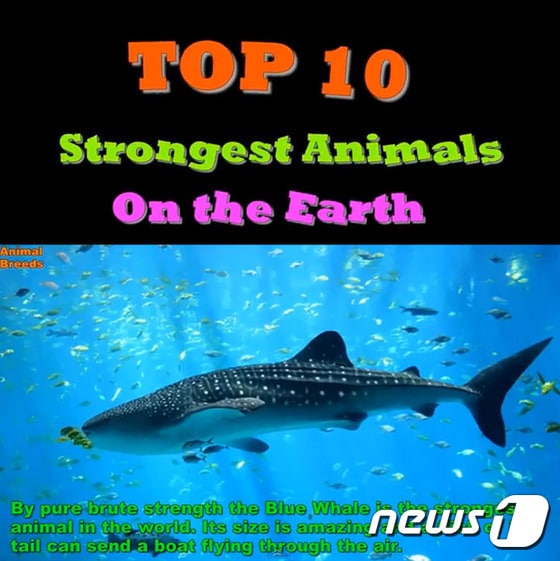 동물전문 사이트 애니멀 브리즈(Animal Breeds)는 지구상에서 '가장 강한 동물 톱10(Top 10 Strongest Animals List)' 리스트를 발표했다.(사진 애니멀 브리즈 유튜브 캡처)© News1