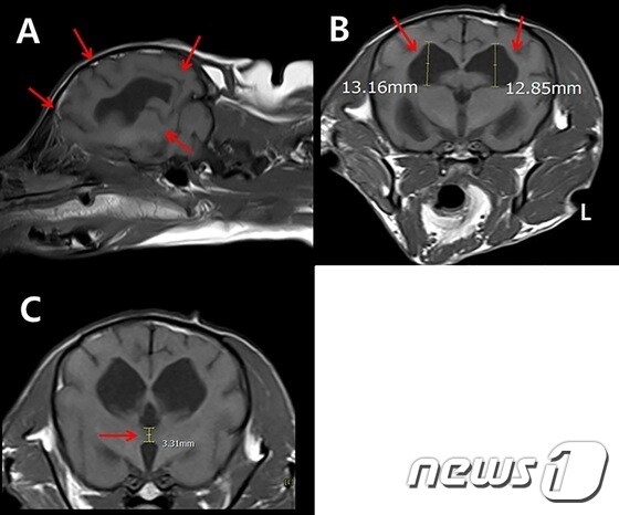 인지장애증후군 반려견의 MRI 영상. (A)시상단면에서의 지주막하 공간의 확장, (B)단축단면에서 뇌실의 상대적 크기 증가, (C)단축단면에서 시상간교 간격의 감소가 관찰된다.(이안동물영상센터 자료제공)© News1