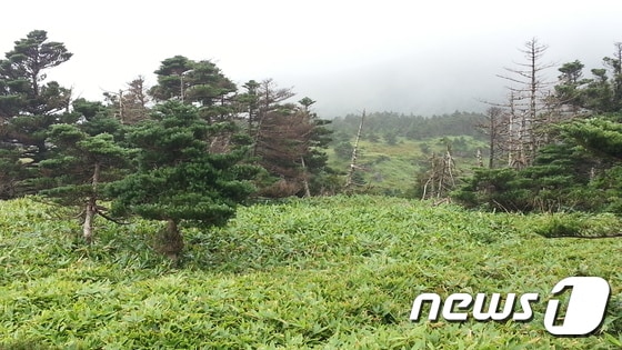한라산국립공원에서 조릿대에 둘러싸인 멸종위기 구상나무의 모습. /뉴스1DB