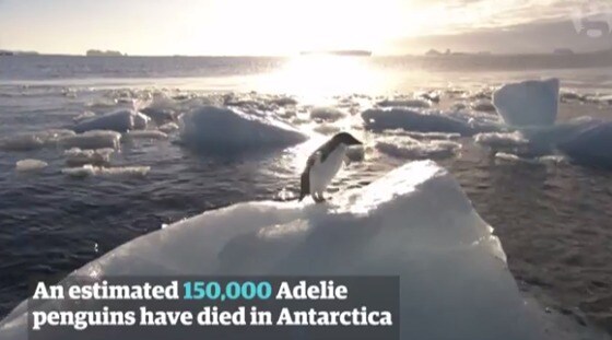 남극에서 펭귄 15만마리가 거대 빙산에 갇혀 떼죽음을 당했다. (사진 출처=가디언 보도 영상 갈무리) © News1