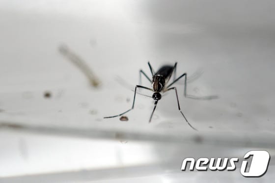 지카 바이러스를 옮긴다고 알려진 이집트숲모기(Aedes aegypti) © AFP=뉴스1