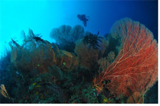 마린 쌍뚜아리는 해양환경 보존이 잘 돼 있다.© News1star