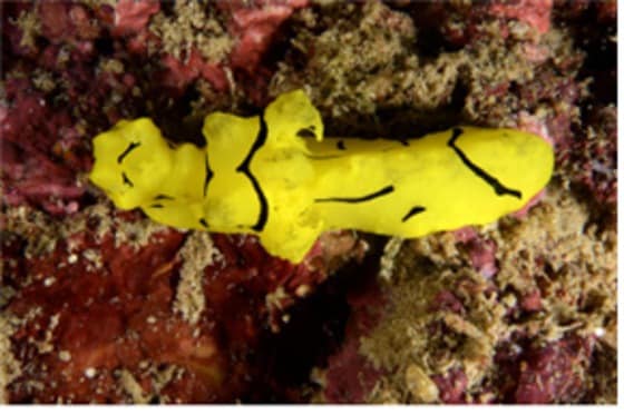 화이트 비치에서는 다양한 산호 종류를 접할 수 있다. © News1star