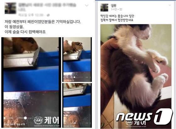 지난해 김씨는 애완악어에게 살아있는 동물을 먹이로 준 영상을 자신의 페이스북에 올려 논란이 됐다.(사진 케어 제공)© News1