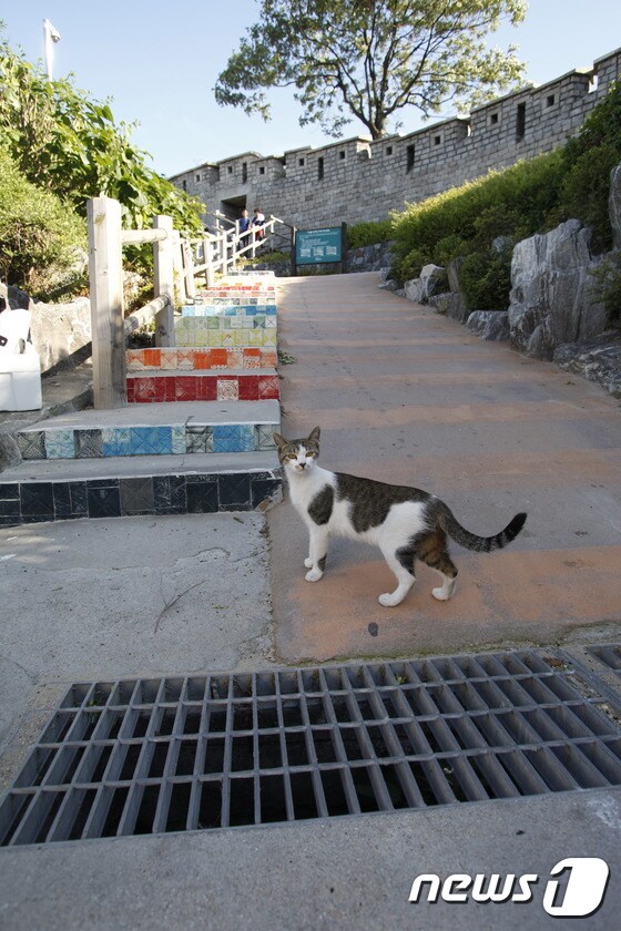 장수마을에 살고 있는 길고양이. (최인기 사진작가 제공) © News1