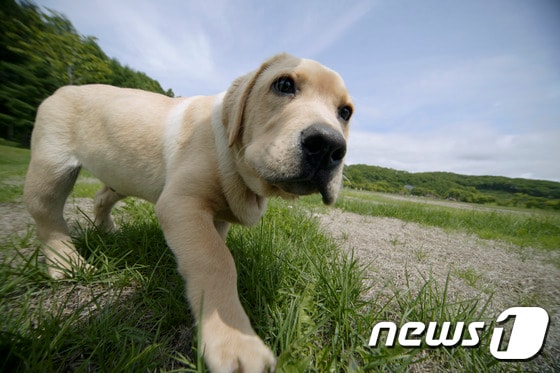  일본에서는 반려동물보험 보유계약선수가 최근 4년 사이 72%가 늘어나는 등 관련 시장이 급성장하고 있다.(사진 이미지투데이 자료사진)© News1