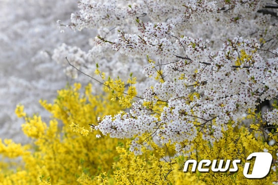 벚꽃과 개나리. /뉴스1 © News1 