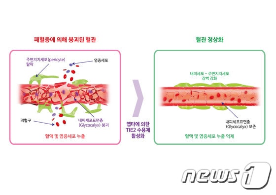 패혈증에 의해 붕괴된 혈관과 앱타에 의해 정상화된 혈관.© News1