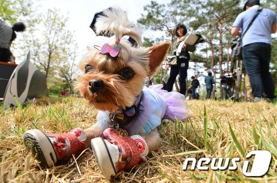 서울 동작구 보래매공원 내 반려견 놀이터에서 강아지들이 목줄 없이 편히 뛰어놀고 있다. (자료사진)/뉴스1 © News1 신웅수 기자