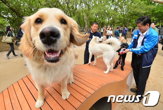 서울 동작구 보래매공원 내 반려견 놀이터에서 강아지들이 목줄 없이 편히 뛰어놀고 있다./뉴스1 © News1 신웅수 기자