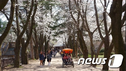 북한강변을 따라 이어진 수양벚나무 길에 많은 인파들이 오가며 봄기운을 만끽하고 있다.  나미나라공화국남이섬 제공