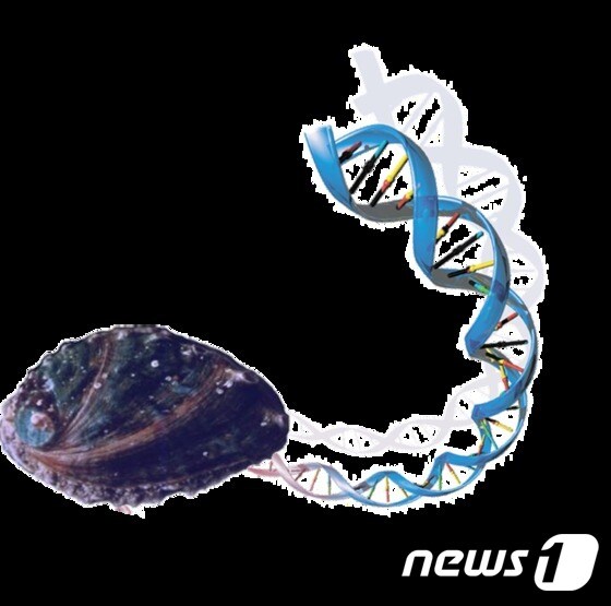 참전복(북방전복) DNA 이중나선 모형도.© News1