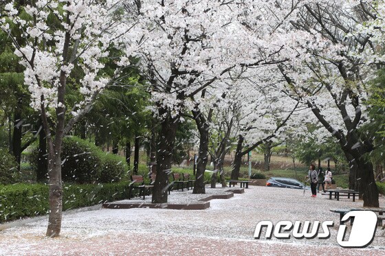 성남 벚꽃길 4경인 상대원동 녹지대 모습.(성남시 제공)© News1