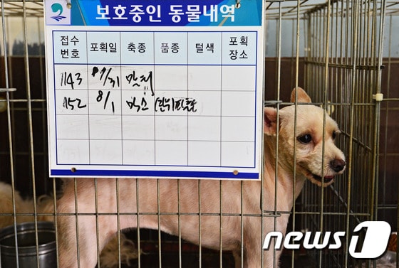한 유기동물보호소에서 새 주인을 기다리고 있는 유기견의 모습. © News1
