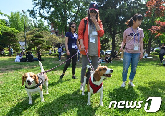 반려견과의 산책을 즐길  수 있는 계절이 찾아왔다. (자료사진)/뉴스1 © News1 구윤성 기자