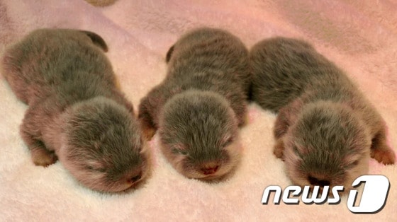 지난달 롯데월드 아쿠아리움 새끼 수달이 태어난 직후 모습.© News1