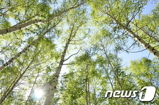 인제 자작나무 숲. 남기선 작가© News1