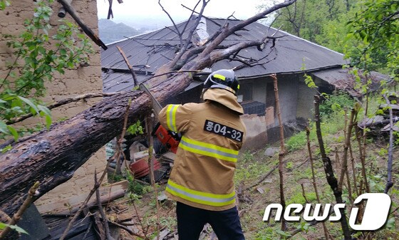 3일 오후 1시8분쯤 강풍으로 쓰러진 나무가 강원 홍천군 남면 시동리의 한 주택을 덮쳤다.(강원소방본부 제공)2016.5.3/뉴스1 © News1 정진욱 기자