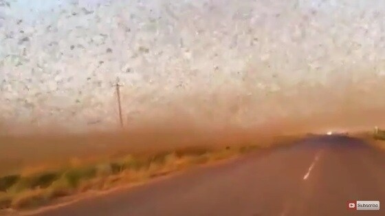 러시아 남부 하늘을 뒤덮은 메뚜기떼. (유튜브 캡처) © 뉴스1
