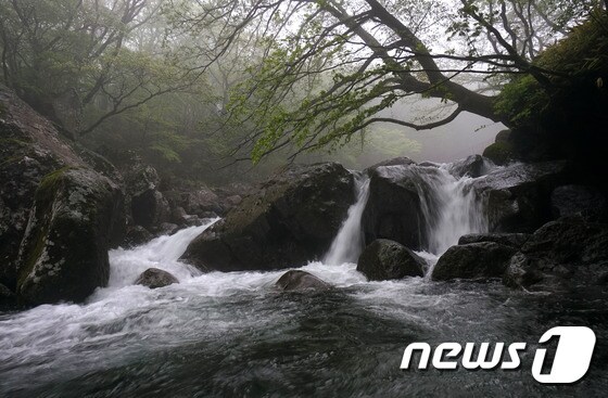 제주 한라산에 400㎜ 이상의 집중호우가 내리면서 계곡마다 불어난 물이 힘차게 흐르고 있는 모습. 뉴스1DB © News1 