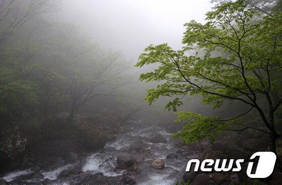 한라산에 안개가 짙게 껴 있다.© News1 © News1 DB
