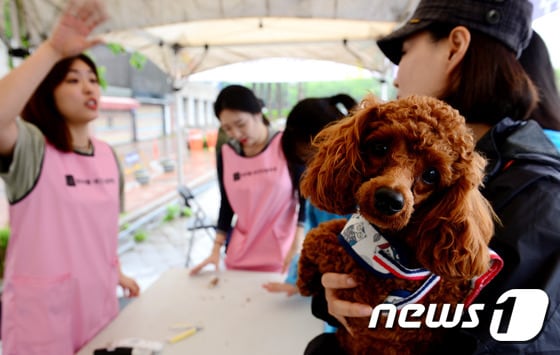 유기동물과 만남의 날 행사에 나온 반려견. (자료사진)/뉴스1 © News1 박정호 기자