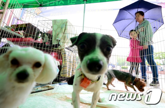 유기동물과의 만남의 날 행사를 찾은 애견인들이 입양을 기다리는 유기견들을 바라보고 있다. (자료사진)/뉴스1 © News1
