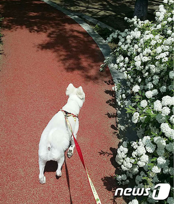 최윤정씨 집 앞 놀이터에서 산책을 즐기고 있는 루나. (사진 최씨 제공)© News1
