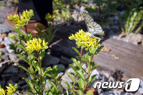 붉은점모시나비(원주지방환경청 제공)/뉴스1 © News1