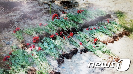 경북 안동 낙동강변에서 수거된 양귀비.© News1