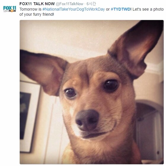 '반려견과 출근하는 날(Take Your Dog to Work Day)'을 하루 앞두고 많은 기업들이 기념일 참여 인증 사진들을 SNS에 게재하고 있다.(사진 Fox11 트위터)© News1