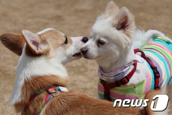 반려동물놀이터에서 만난 친구와 교감하고 있는 희철이. © News1