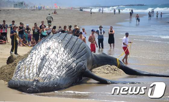 [사진] 캘리포니아 해변에서 발견된 흑등고래