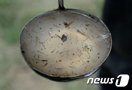 뎅기 바이러스 매개체로 알려진 숲모기 유충들(자료사진) © AFP=뉴스1
