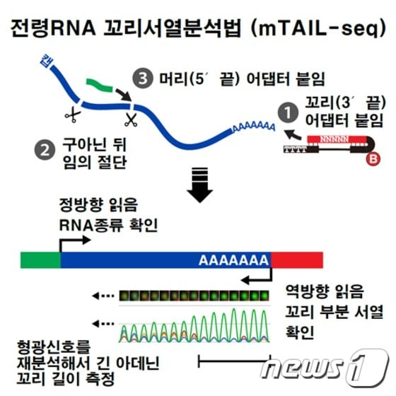 전령RNA 꼬리서열분석법© News1