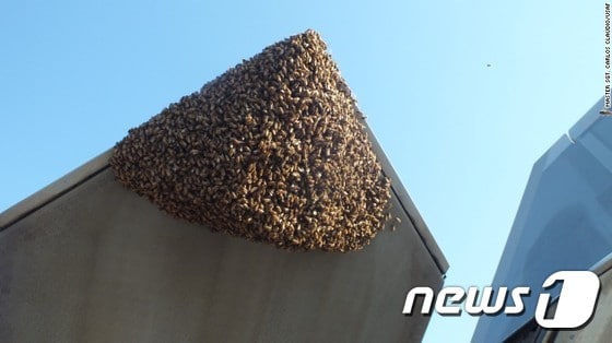 F-22 노즐에 꿀벌 약 2만마리가 둥지를 틀고 있다.© News1
