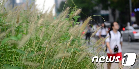서울 청계광장에서 수크렁이 한들거리며 가을을 재촉하는 가운데 시민들이 지나가고 있다. © News1 박재만 인턴기자