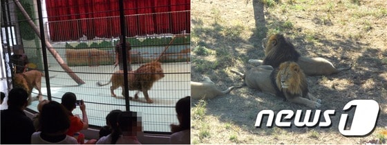 회초리를 든 조련사의 지시에 맞추어 공연장으로 들어오는 동물쇼 사자(왼쪽). 동물원 사자가 동료 사자들과 함께 그늘에서 시간을 보내는 모습과 대조적이다. (사진 최혁준) © News1