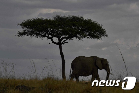 아프리카 코끼리 <자료사진> © AFP=뉴스1