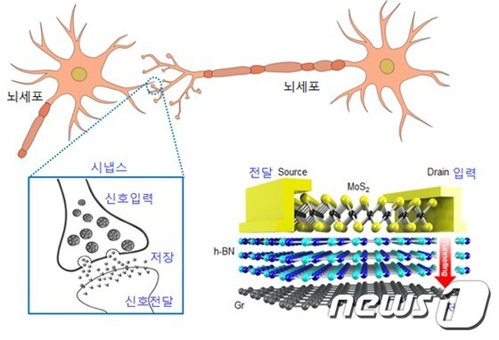인간의 뇌 속에서 정보를 전달하고 기억을 저장하는 시냅스(왼쪽), 연구진이 개발한 2전극 메모리 소자(오른쪽 아래)© News1