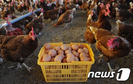 전남 장흥군 동물복지 인증 농장의 산란계와 달걀. (자료사진)/뉴스1 © News1 윤용민 기자