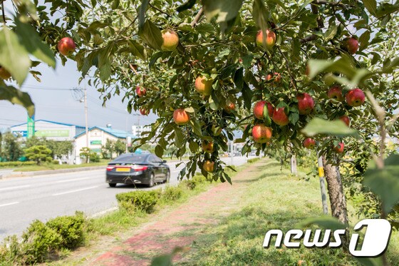 사과나무 © News1