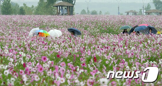코스모스 밭에 핀 우산 꽃