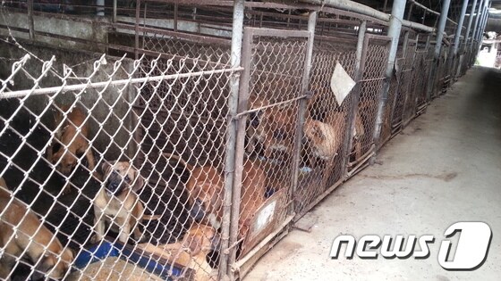 개농장의 개들.(사진 카라 제공)© News1